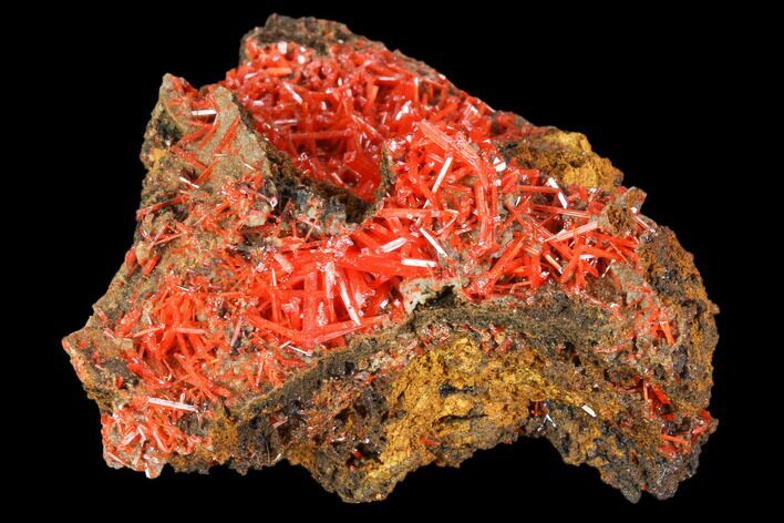 Bright Orange Crocoite Crystal Cluster - Tasmania #103812